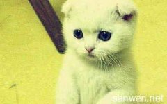 关于猫的个性签名 女生关于猫的个性签名