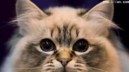 关于猫的个性签名