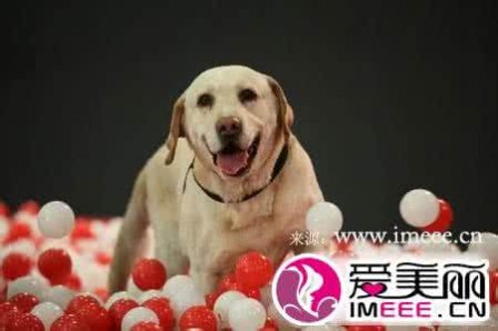 关于对狗狗的签名