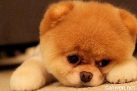 关于对狗狗的签名