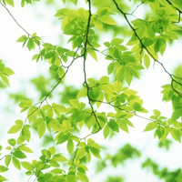 女生微信头像图片清新淡雅