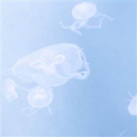 女生微信头像图片清新淡雅