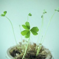 女生微信头像图片清新淡雅