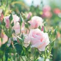 适合大妈年龄的微信头像