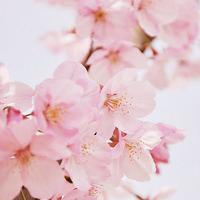 适合大妈年龄的微信头像