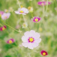 适合大妈年龄的微信头像