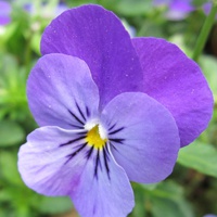 适合大妈年龄的微信头像