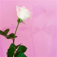 适合大妈年龄的微信头像