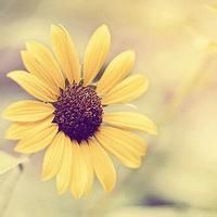 适合大妈年龄的微信头像