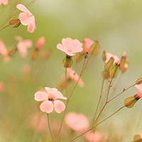 适合大妈年龄的微信头像