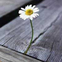 适合男女通用的头像 男女通用微信头像图片大全