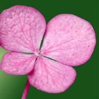 中年妈妈用的微信头像高清优雅