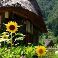 中年妈妈用的微信头像高清优雅