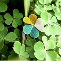 中年妈妈用的微信头像高清优雅