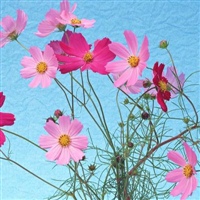 2020年最流行的微信头像