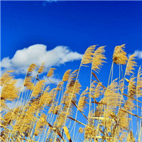 适合年龄大的人用的微信头像