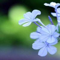 适合年龄大的人用的微信头像