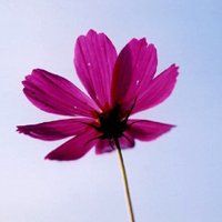 2020带来好运的微信头像风景