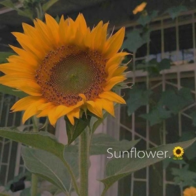 70后女人最适合的微信头像(精选14张)