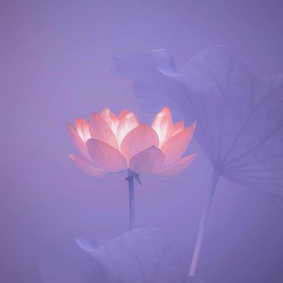 70后女人最适合的微信头像(精选14张)