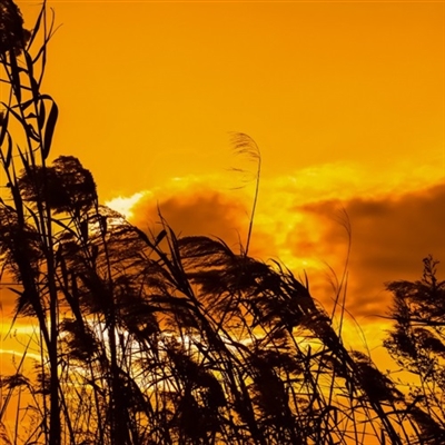 2022年最吉祥好运的微信头像(精选12张)