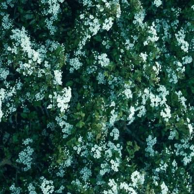 中年女性适合用的微信头像(精选12张)