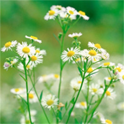 中年女性适合用的微信头像(精选12张)