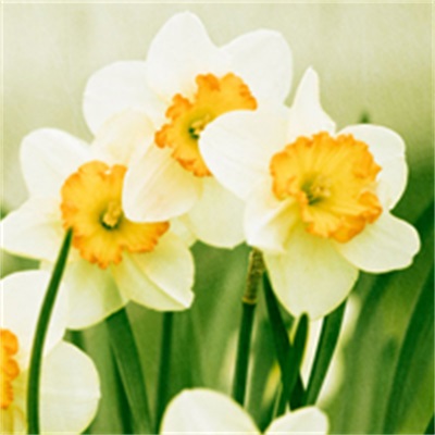 中年女性适合用的微信头像(精选12张)