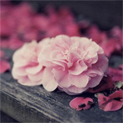 40岁阿姨用的头像(精选12张)