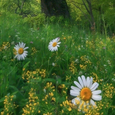 40岁阿姨用的头像(精选12张)