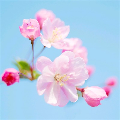 40岁阿姨用的头像(精选12张)