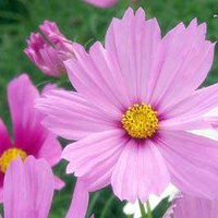 大妈爱用的微信头像图片(精选12张)