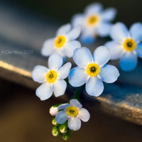 大妈爱用的微信头像图片(精选12张)