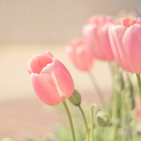 大妈爱用的微信头像图片(精选12张)