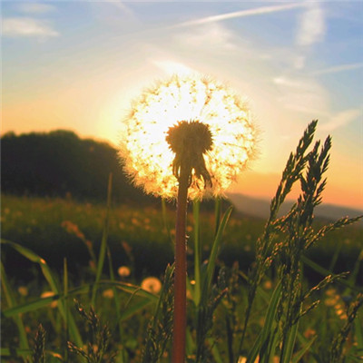 适合永久做头像的图片(精选10张)