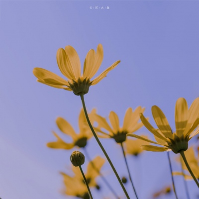 快手最吸引粉丝的头像(精选12张)