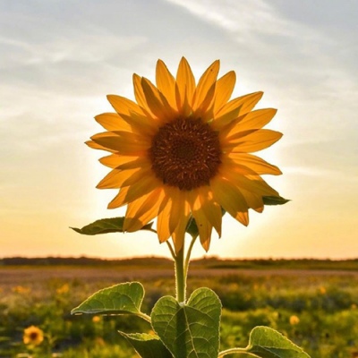 适合长期用的微信头像(精选12张)