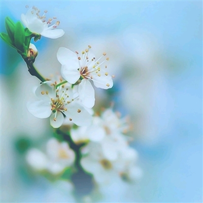 四十岁女人淡雅气质头像(精选14张)