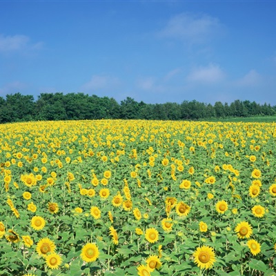 四十岁女人淡雅气质头像(精选14张)