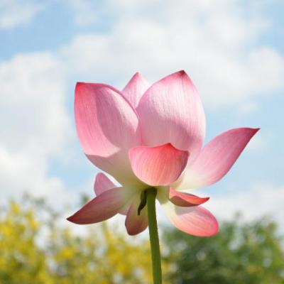 适合80后长期用的微信头像(精选10张)