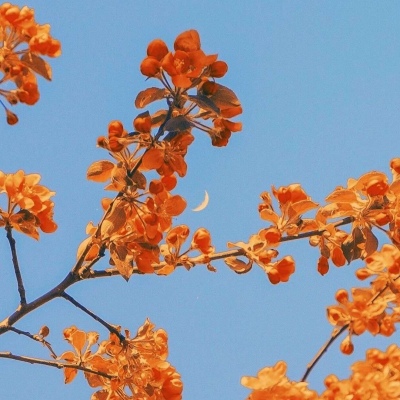 女人50岁优雅的风景微信头像