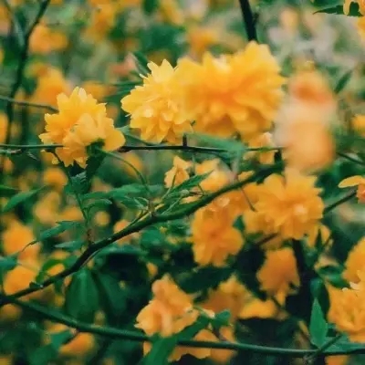 40岁女人高贵典雅微信头像(精选10张)