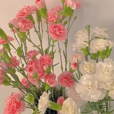 运气越来越好的微信头像(精选12张)