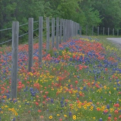 最吉利的花草微信头像(精选12张)
