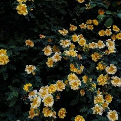 最吉利的花草微信头像(精选12张)