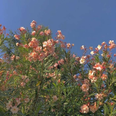 最吉利的花草微信头像(精选12张)