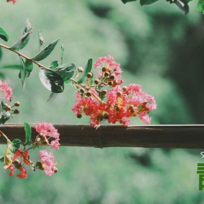 最吉利的花草微信头像(精选12张)