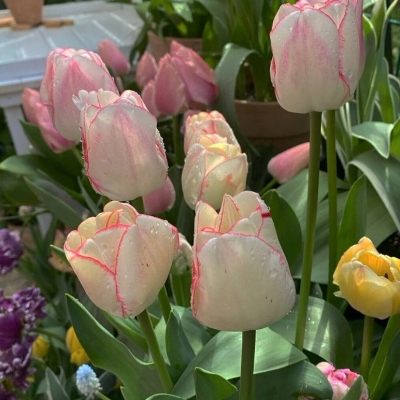 最吉利的花草微信头像(精选12张)