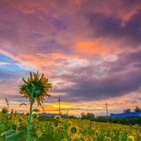 五六十岁老人用的头像(精选12张)