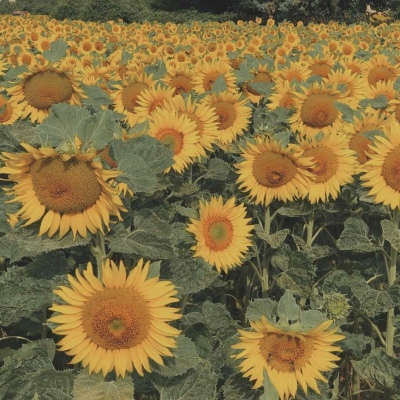 妈妈微信头像女生简单大方(精选12张)